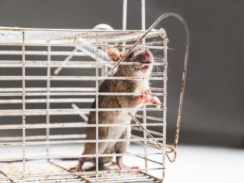 Overcoming Rat Challenges: Pest Control Best Practices